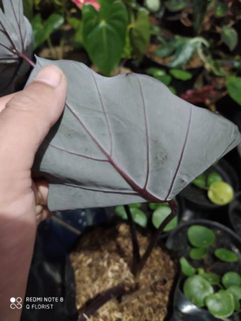 Tanaman Hias Alocasia Black Magic Shopee Indonesia