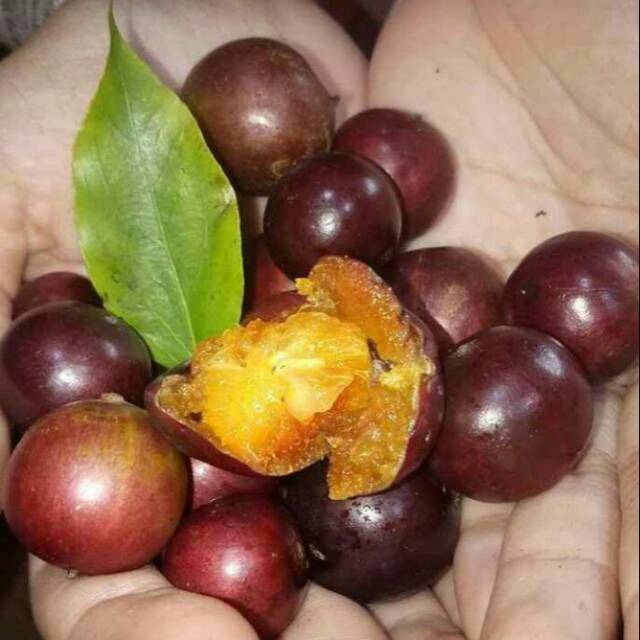 

BUAH RUKEM/RUKAM promo 1 kg