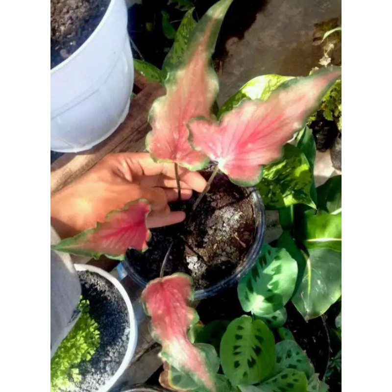 Tanaman hias keladi Keris // keladi Red Keris // Keladi murah