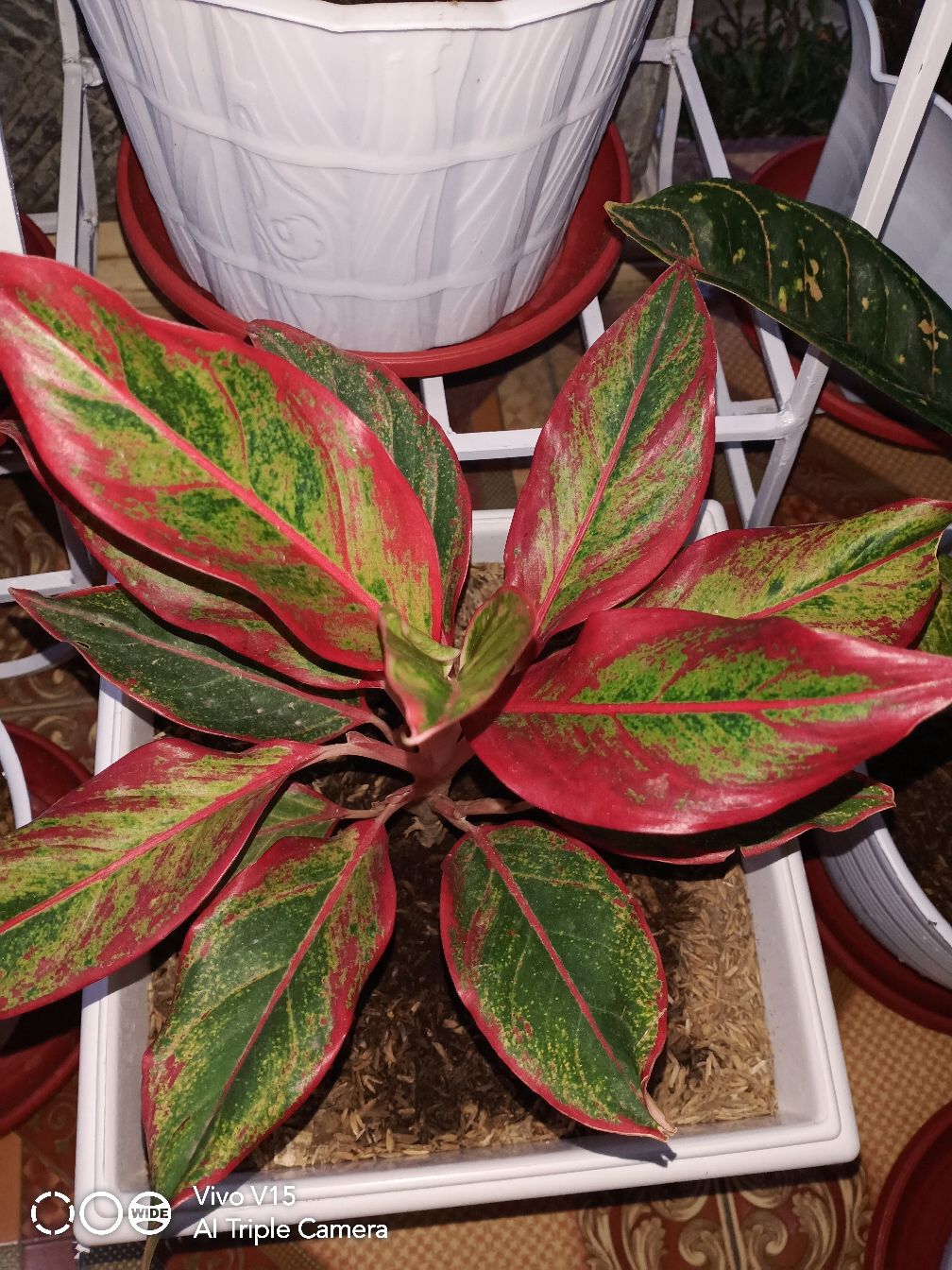 Aglaonema Lipstick Tanaman Hias