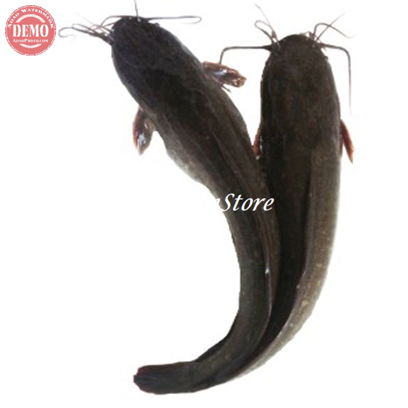 

Ikan Lele Hidup Ikan Segar Fresh Dan Bergaransi