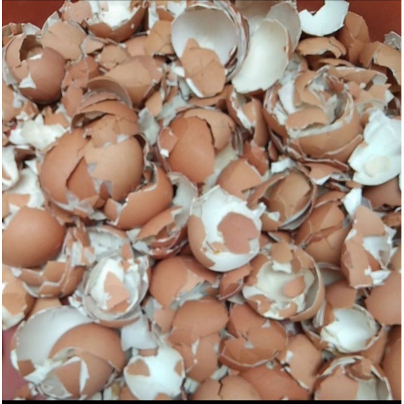 

Cangkang telur / kulit telur