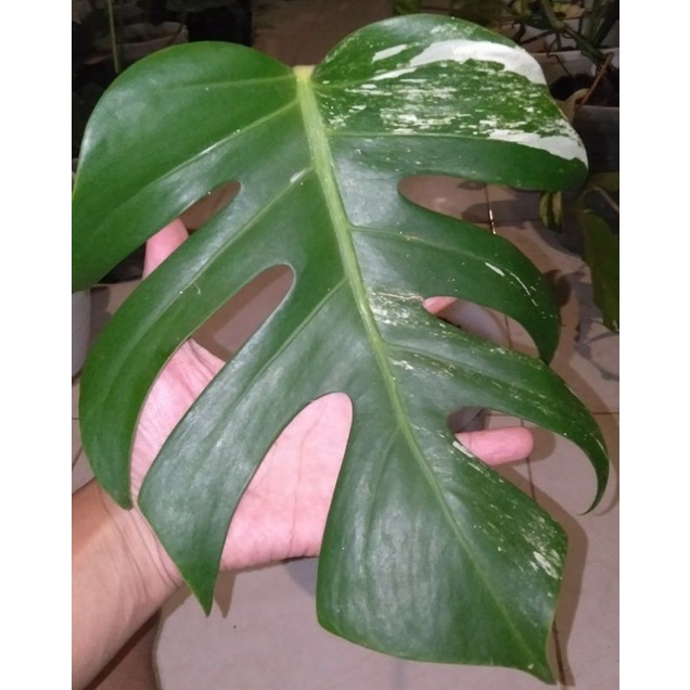 Monstera king variegata deliciosa bukan borsigiana