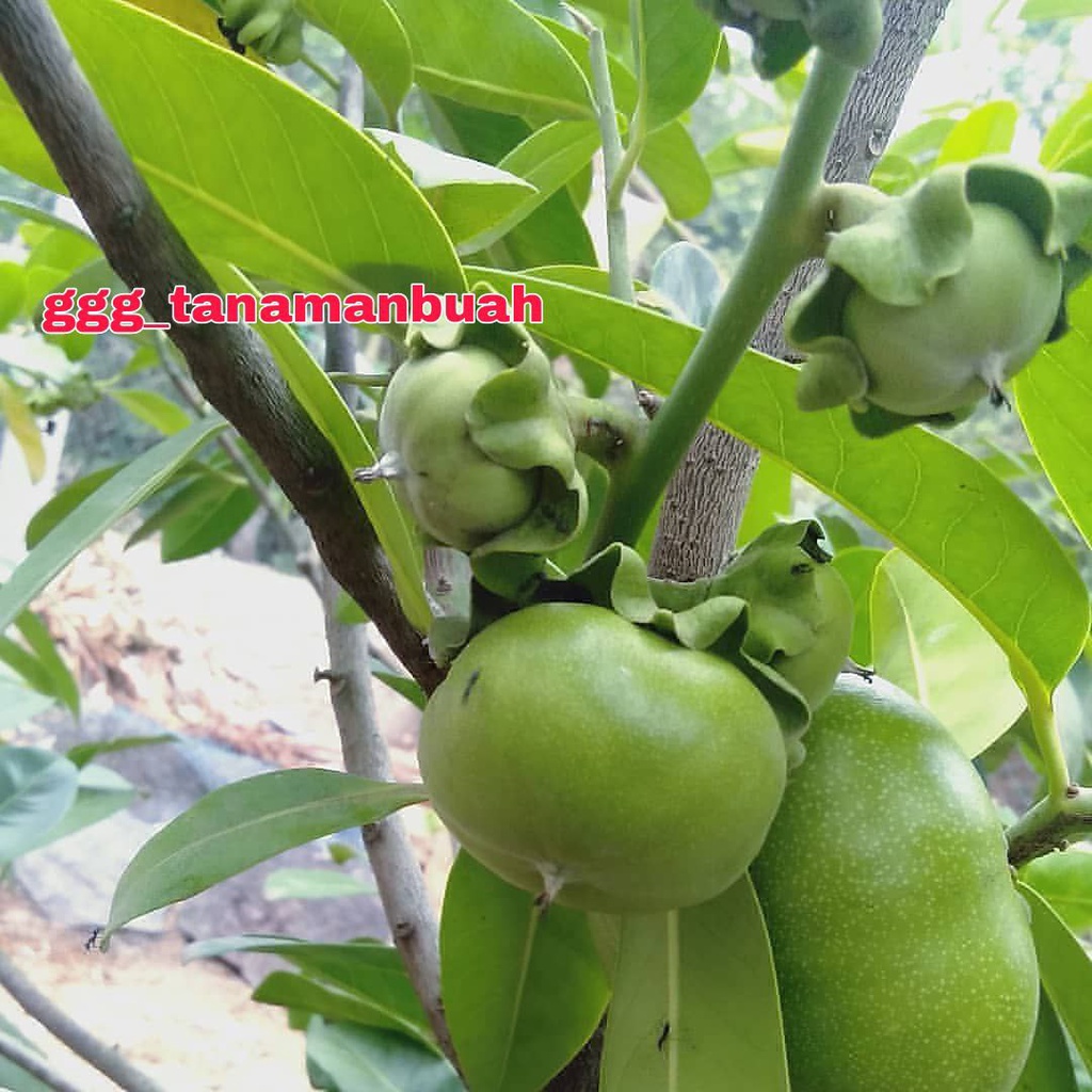 Bibit Black Sapote Unggul super cepat berbuah