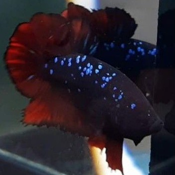 ikan cupang avatar gordon / vampire