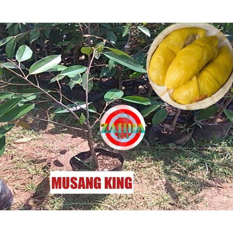 BIBIT DURIAN MUSANG KING OKULASI 1 METER