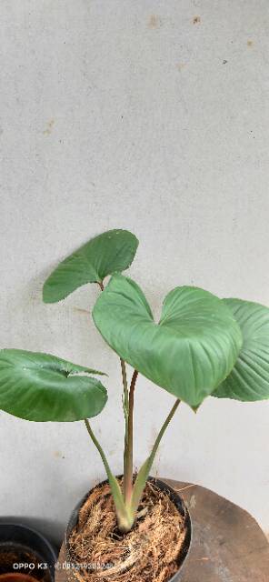 TANAMAN HIAS HOMALOMENA, TANAMAN INDOOR HOMALOMENA