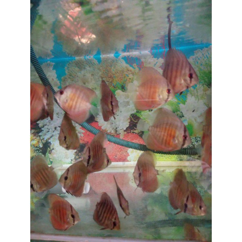 Discus red sun (san merah) 2 inch