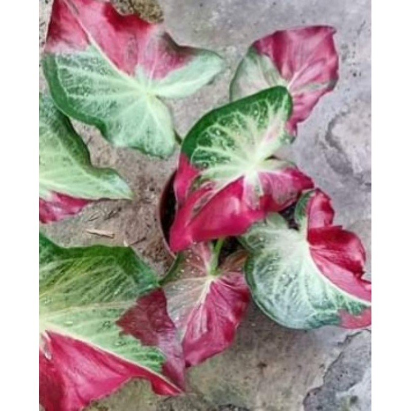 Anakan keladi cat tumpah /shy cool