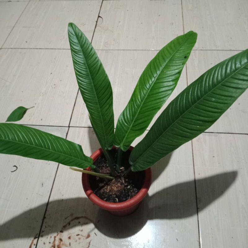 Tanaman anthorium linet
