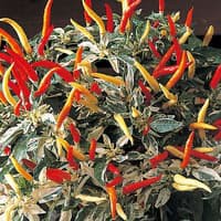 Benih Bibit Biji - Cabai Uchu Cream Variegata Ornamental Pepper Seeds