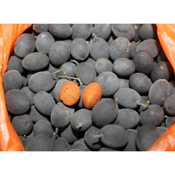 Bibit Tanaman Buah Asam Kranji Velvet Tamarind @#