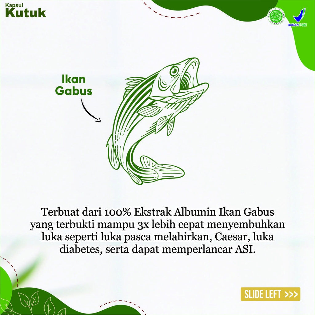 Promo KAPSUL KUTUK Ekstrak Albumin Ikan Gabus Original / Pengering Luka Diabetes &amp; Operasi Bekas Luka Cepat Kering / Pelancar Asi Booster