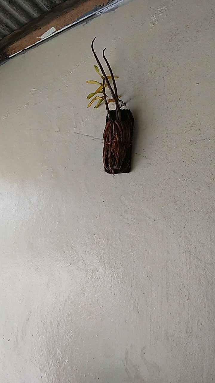 Anggrek Sikat/dendrobium Secundum Gratis Ongkir Extra