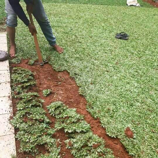 bibit rumput gajah mini varigata Asli Varigata 100 × 100 cm