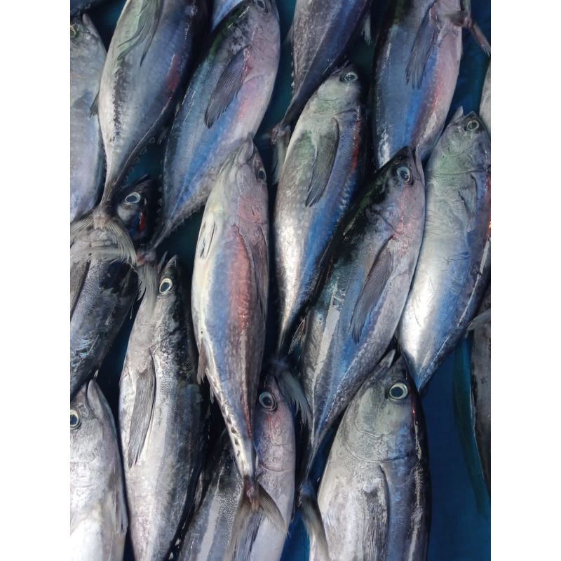 

IKAN TONGKOL SISIK FRESH || 1 Kg