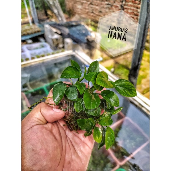 Anubias Nana Aquascape
