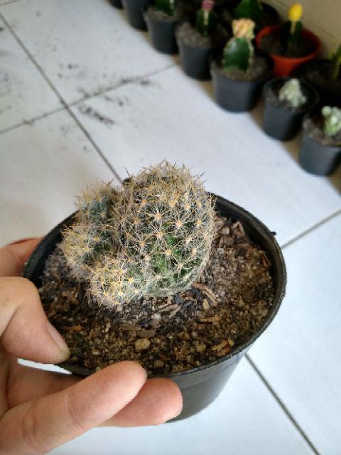 Kaktus Dan Sekulen ( Minimal 30 Packs )