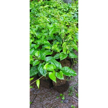 Tanaman hias curtain ivy/akar seribu