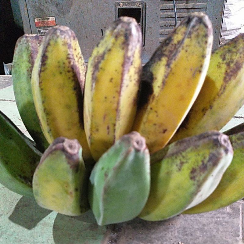 

Pisang Saba