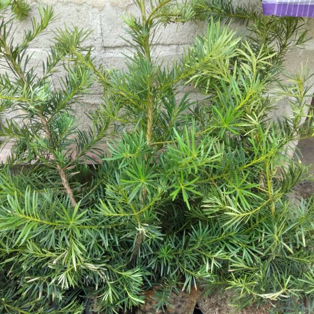 bahan bonsai lohansung