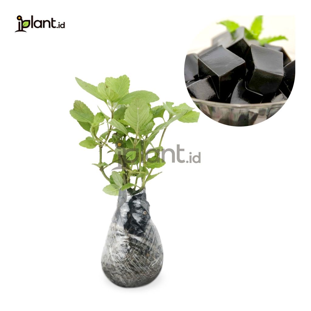 Janggelan Cincau Hitam