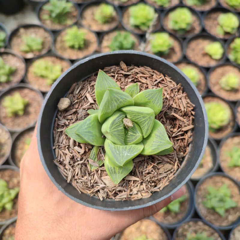 Haworthia retusa/Haworthia