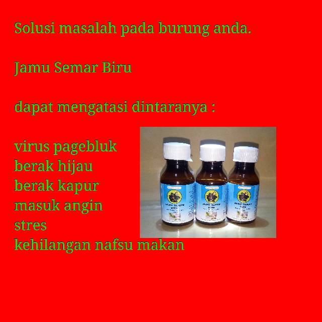 Jamu perkutut semar Biru