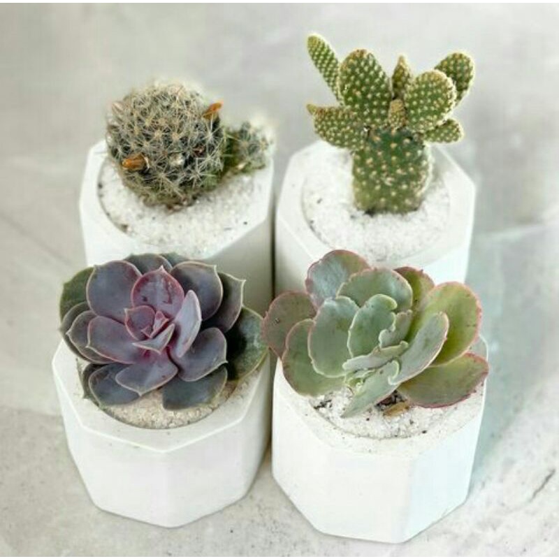 POT SUKULEN / KAKTUS / POT SEMEN BETON / POT MINI MURAH CANTIK BERKUALITAS