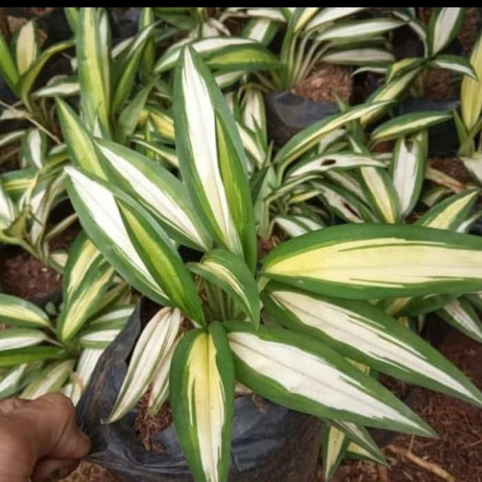 lili paris hawai daun besar / tanaman hias pohon lili paris kuning