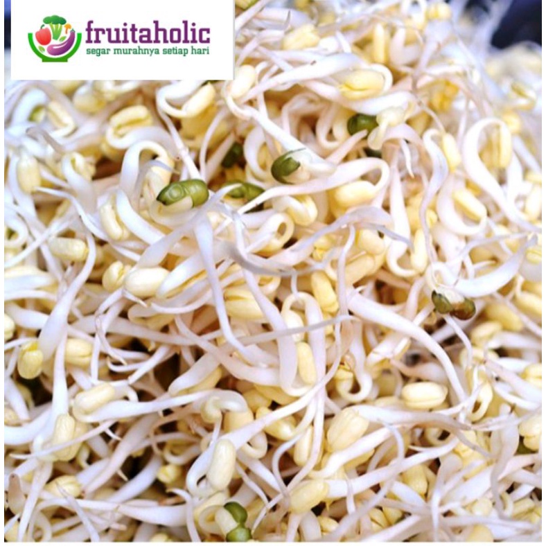 

TAUGE/CAMBAH ( 1 bungkus)