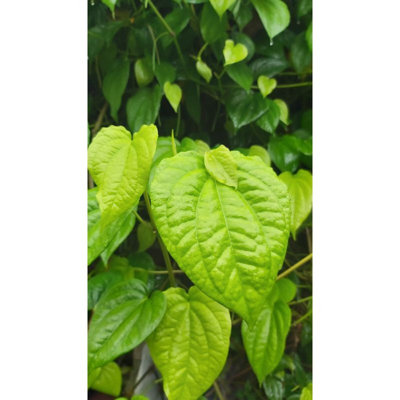 

Daun sirih|freshsegar daun sirih hijau100% organik
