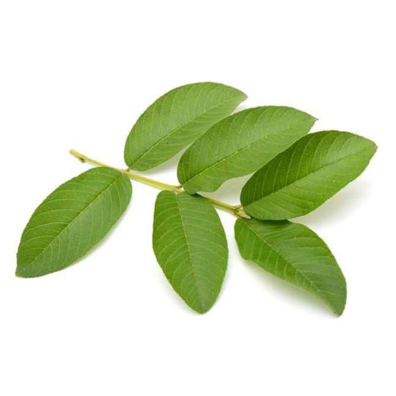 

DAUN JAMBU BIJI HERBAL