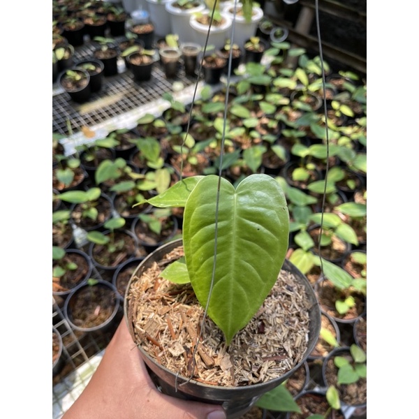 Anthurium King Veitchii Original Medium