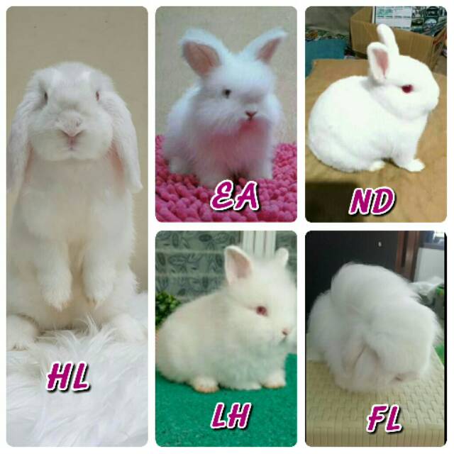 anakurniawati44