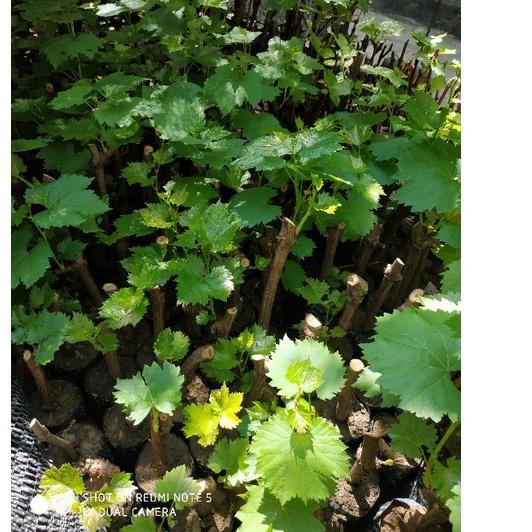 ✤»New Arrival Bibit anggur 1 paket berisi 4 jenis bibit anggur (4 jenis anggur super cepat berbuah) 