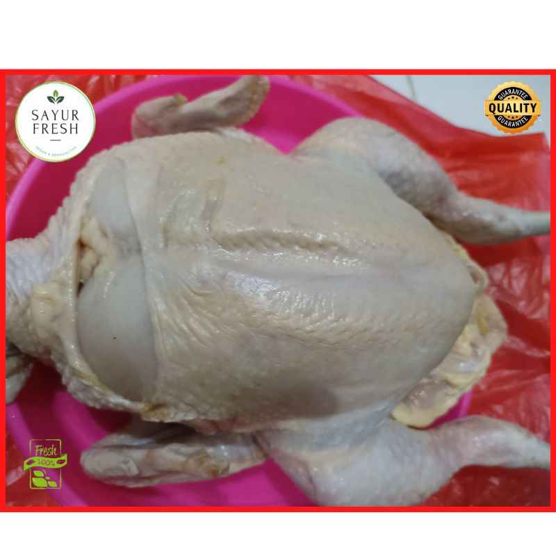 

daging ayam utuh ukuran besar 1.5 - 2 kg