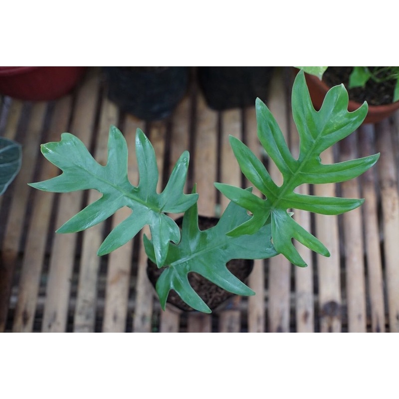 Philodendron Mayoi Philo Mayoi