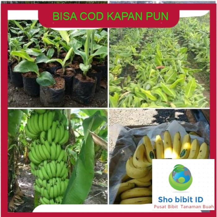 Bibit biji benih tanaman buah Paket 10  pisang cavendish tambulampot
