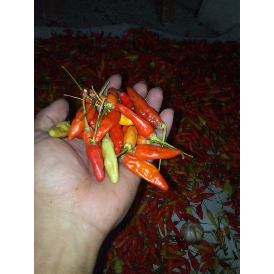 

CABE RAWIT MERAH