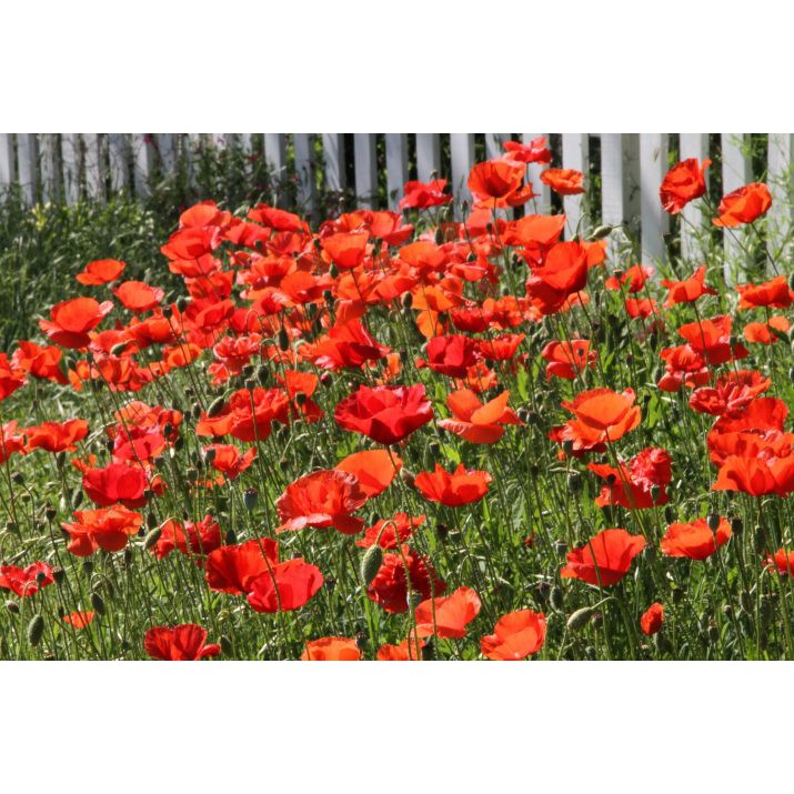 Benih Bibit Biji - Bunga Wild Poppy Native Grown (Papaver rhoeas) Flower Seeds - IMPORT