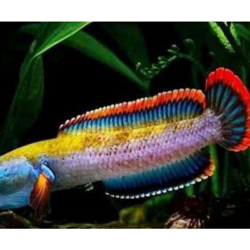 cana limbata kualitas premium (sudah galak)