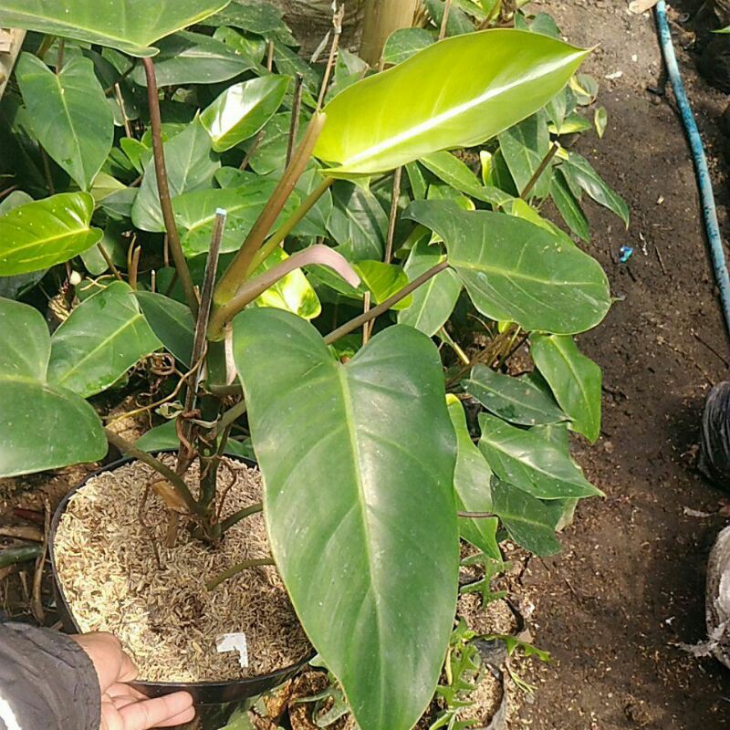 philo dendron green emerald