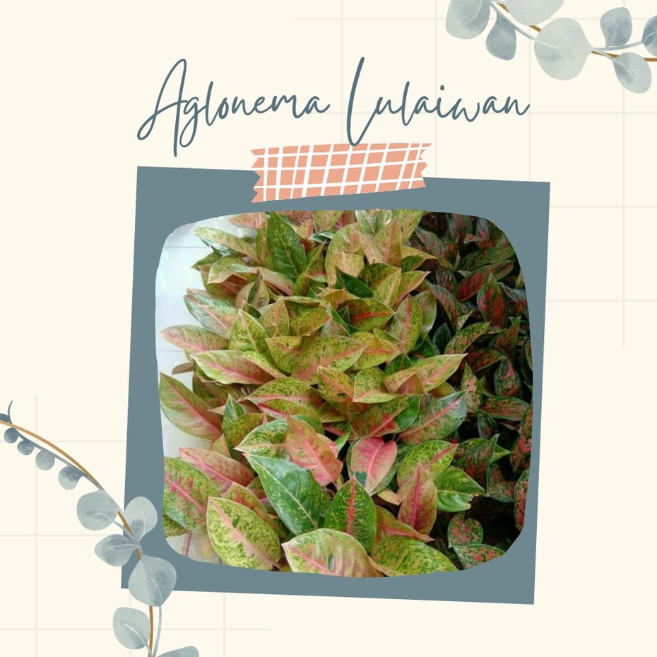 Tanaman Hias Big Roy Aglonema Big Roy Aglonema Lulaiwan Big Roy