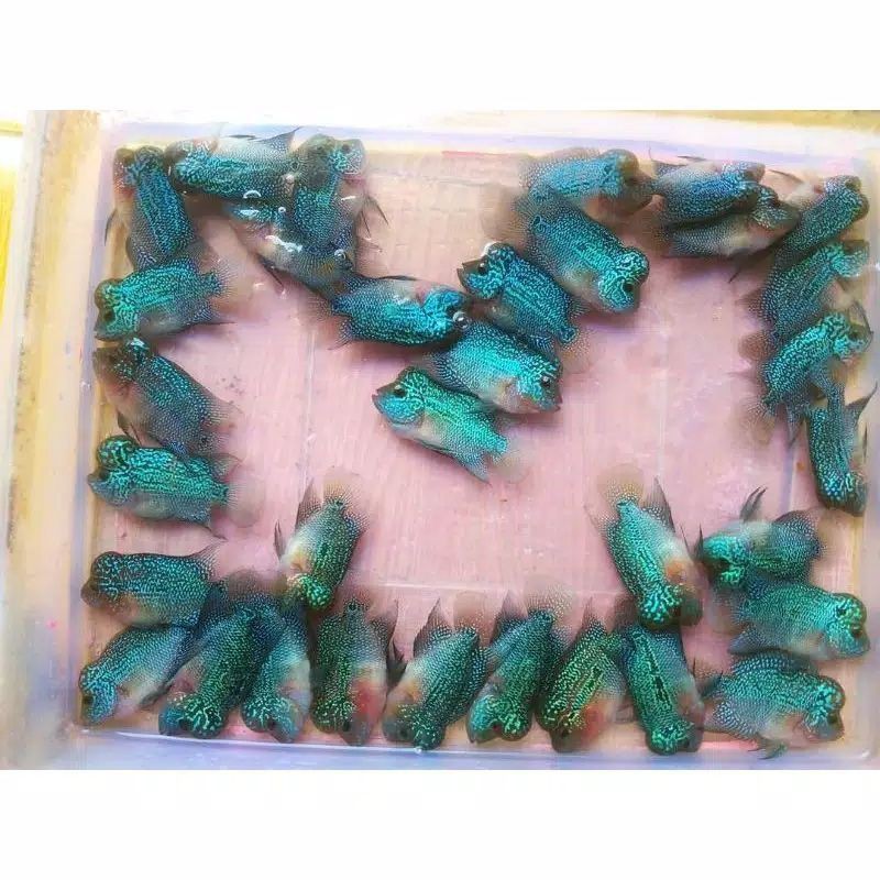 ikan lohan/laouhan SRD Ukuran 7-8 cm atau 2 jari garansi ganti jika ikan mati