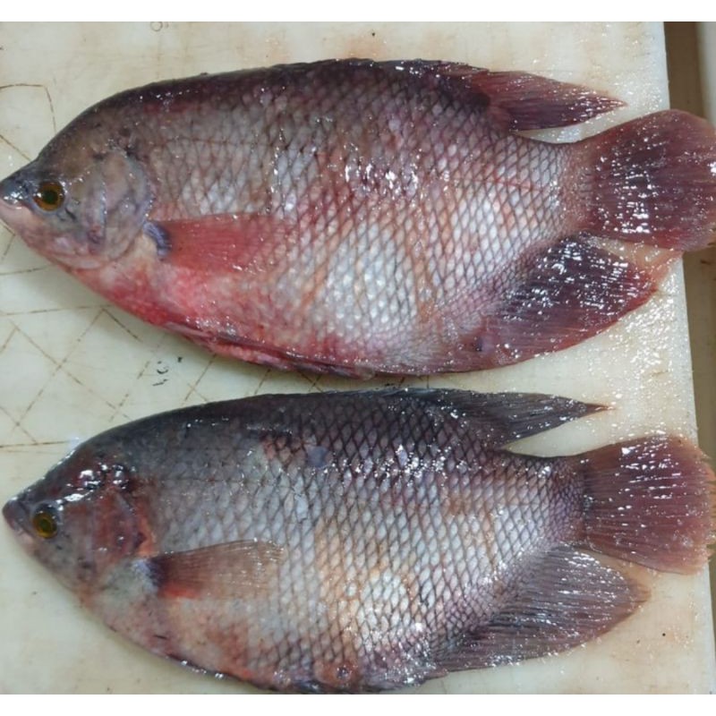 

Ikan gurame hidup / fresh 1kg isi 2