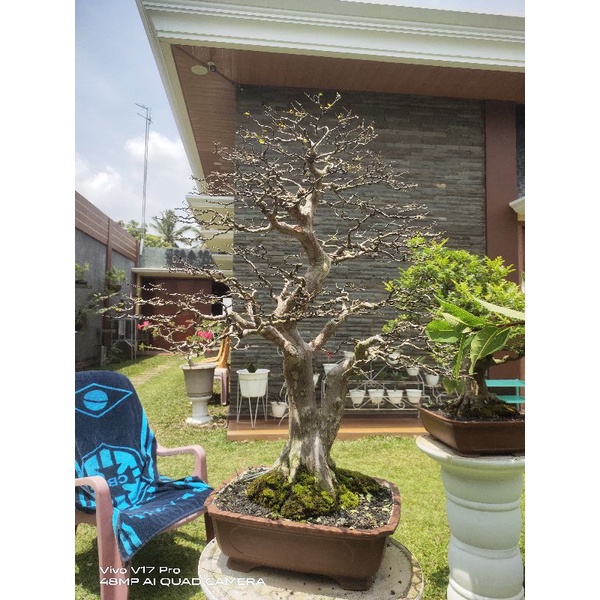 bonsai kupalandak/anggur berazil siap kontes