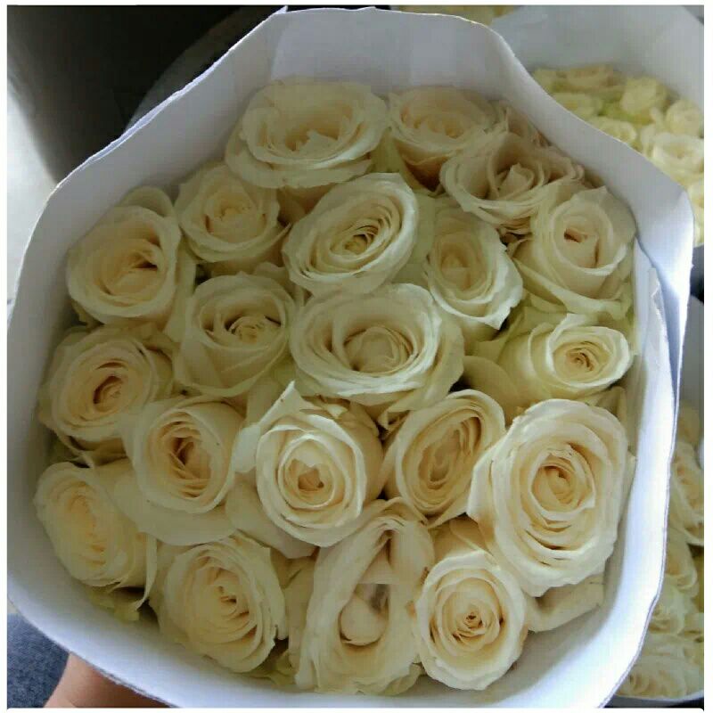 bunga mawar putih 20 tangkai white rose bunga potong segar