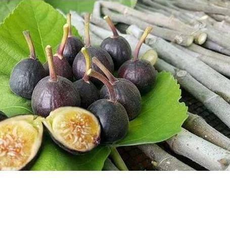 *_@ Bibit Tanaman Bibit Buah Tin Iraqi  ➲ #_#