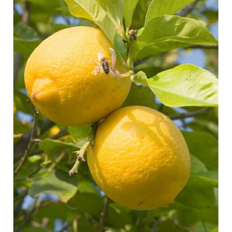 Bibit Jeruk Lemon Eurika Tanpa Biji